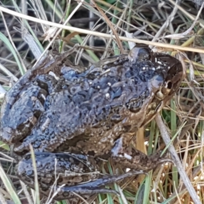 Limnodynastes tasmaniensis (Spotted Grass Frog) at Forde, ACT - 16 Apr 2021 by trevorpreston