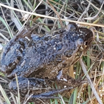 Limnodynastes tasmaniensis (Spotted Grass Frog) at Forde, ACT - 16 Apr 2021 by tpreston