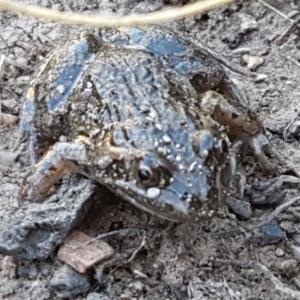 Limnodynastes tasmaniensis at Forde, ACT - 16 Apr 2021