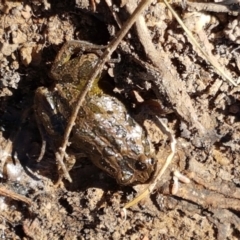 Limnodynastes tasmaniensis at Forde, ACT - 16 Apr 2021