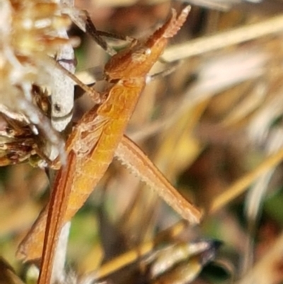 Keyacris scurra (Key's Matchstick Grasshopper) at Forde, ACT - 16 Apr 2021 by trevorpreston