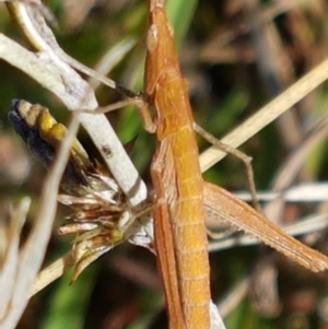 Keyacris scurra at Forde, ACT - 16 Apr 2021 10:34 AM