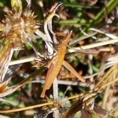 Keyacris scurra at Forde, ACT - 16 Apr 2021 10:34 AM