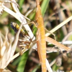 Keyacris scurra at Forde, ACT - 16 Apr 2021 10:34 AM