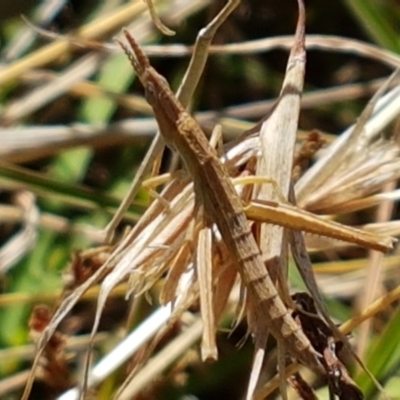 Keyacris scurra (Key's Matchstick Grasshopper) at Forde, ACT - 16 Apr 2021 by trevorpreston