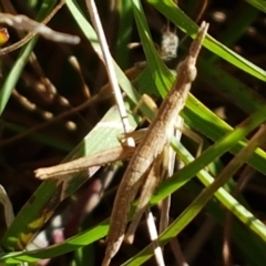 Keyacris scurra at Forde, ACT - 16 Apr 2021