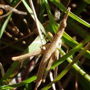 Keyacris scurra at Forde, ACT - 16 Apr 2021