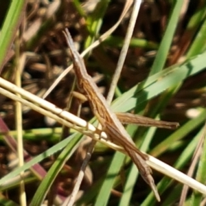 Keyacris scurra at Forde, ACT - 16 Apr 2021 10:37 AM