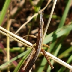 Keyacris scurra at Forde, ACT - 16 Apr 2021