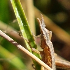 Keyacris scurra at Forde, ACT - 16 Apr 2021