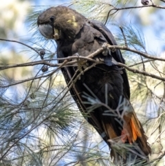 Calyptorhynchus lathami (Glossy Black-Cockatoo) at Penrose - 11 Apr 2021 by Aussiegall