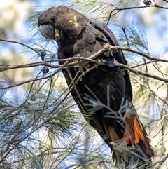 Calyptorhynchus lathami lathami (Glossy Black-Cockatoo) at Wingecarribee Local Government Area - 11 Apr 2021 by Aussiegall