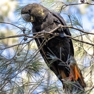 Calyptorhynchus lathami lathami at Penrose, NSW - suppressed