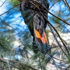 Calyptorhynchus lathami lathami at Penrose, NSW - suppressed