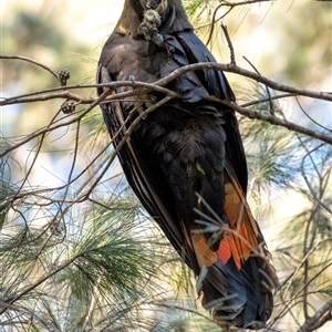 Calyptorhynchus lathami lathami at Penrose, NSW - suppressed