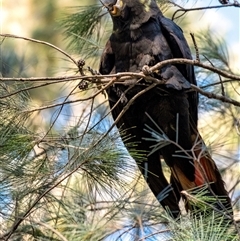 Calyptorhynchus lathami lathami at Penrose, NSW - suppressed