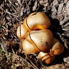 Gymnopilus junonius (Spectacular Rustgill) at O'Connor Ridge to Gungahlin Grasslands - 16 Apr 2021 by trevorpreston