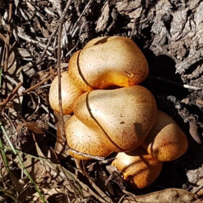 Gymnopilus junonius (Spectacular Rustgill) at Kaleen, ACT - 16 Apr 2021 by tpreston