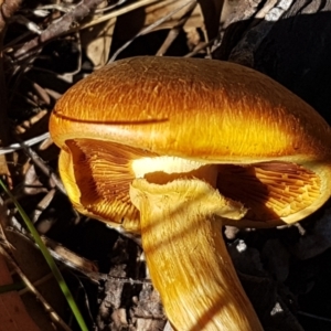 Gymnopilus junonius at Kaleen, ACT - 16 Apr 2021