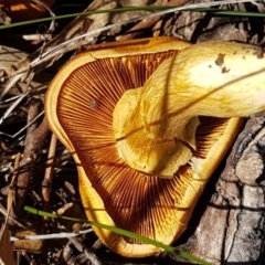 Gymnopilus junonius at Kaleen, ACT - 16 Apr 2021