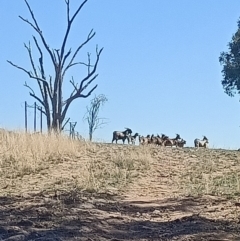 Capra hircus (Goat) at Nail Can Hill - 16 Apr 2021 by alburycityenviros