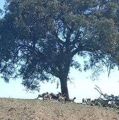 Capra hircus at Albury - 16 Apr 2021 01:54 PM