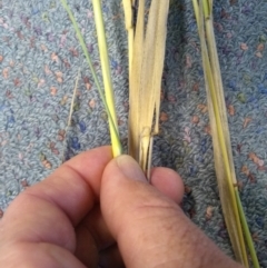 Phalaris arundinacea var. arundinacea (Reed Canary-grass) at Kowen, ACT - 16 Apr 2021 by Greggy