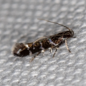 Stagmatophora argyrostrepta at Melba, ACT - 21 Feb 2021