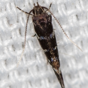 Stagmatophora argyrostrepta at Melba, ACT - 21 Feb 2021 11:11 AM