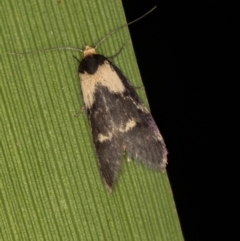 Palimmeces leucopelta (A concealer moth) at Melba, ACT - 21 Feb 2021 by Bron