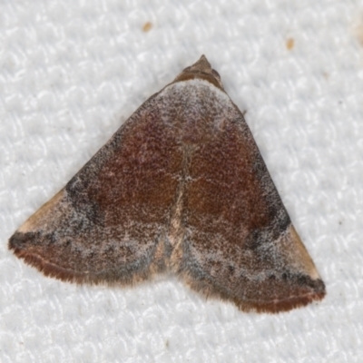 Mataeomera coccophaga (Brown Scale-moth) at Melba, ACT - 21 Feb 2021 by Bron