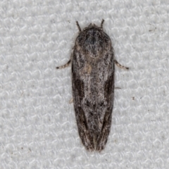 Agriophara confertella (A Concealer moth) at Melba, ACT - 21 Feb 2021 by Bron