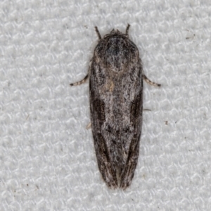 Agriophara confertella at Melba, ACT - 21 Feb 2021