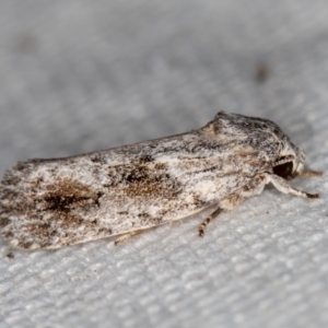 Agriophara confertella at Melba, ACT - 21 Feb 2021