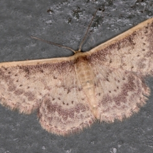 Idaea costaria at Melba, ACT - 21 Feb 2021