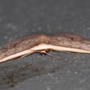 Idaea costaria at Melba, ACT - 21 Feb 2021