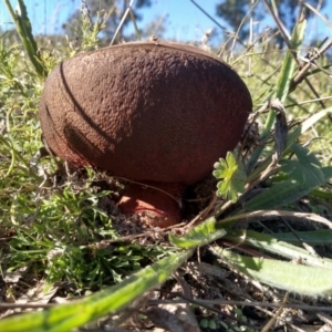 zz bolete at Farrer, ACT - 16 Apr 2021