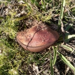 zz bolete at Farrer, ACT - 16 Apr 2021