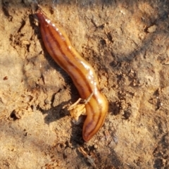 Anzoplana trilineata (A Flatworm) at Umbagong District Park - 16 Apr 2021 by tpreston