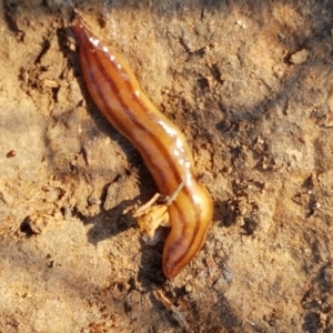 Anzoplana trilineata at Macgregor, ACT - 16 Apr 2021