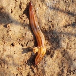 Anzoplana trilineata at Macgregor, ACT - 16 Apr 2021