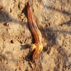 Anzoplana trilineata at Macgregor, ACT - 16 Apr 2021