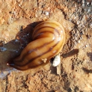 Anzoplana trilineata at Macgregor, ACT - 16 Apr 2021