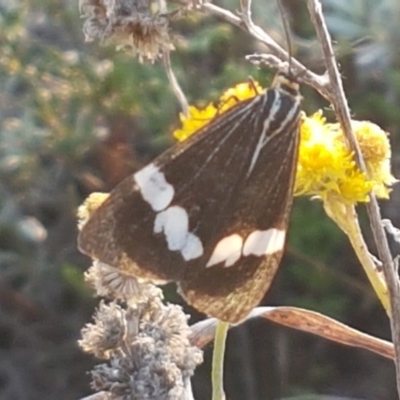 Nyctemera amicus (Senecio Moth, Magpie Moth, Cineraria Moth) at Macgregor, ACT - 16 Apr 2021 by trevorpreston