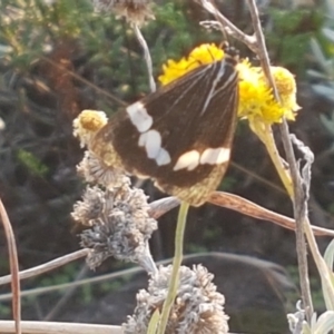 Nyctemera amicus at Macgregor, ACT - 16 Apr 2021 03:32 PM