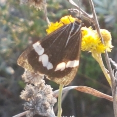 Nyctemera amicus at Macgregor, ACT - 16 Apr 2021 03:32 PM