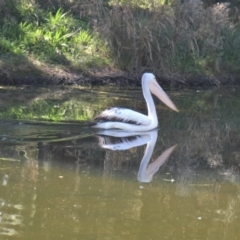 Pelecanus conspicillatus (Australian Pelican) at Gungahlin, ACT - 16 Apr 2021 by TrishGungahlin