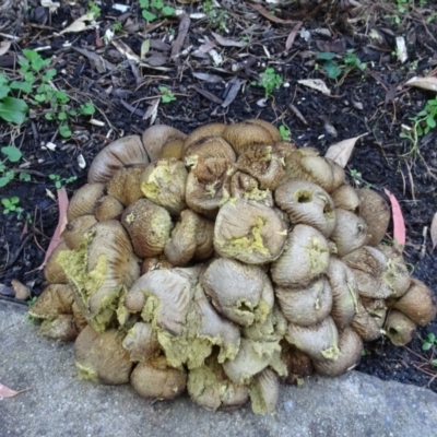 Lycoperdon perlatum (Gem Studded Puffball) at ANBG - 16 Apr 2021 by AndyRussell