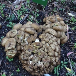 Lycoperdon perlatum at Acton, ACT - 16 Apr 2021