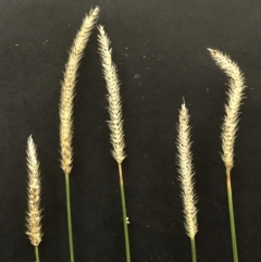 Setaria (genus) (Pigeon Grass) at Garran, ACT - 16 Apr 2021 by ruthkerruish